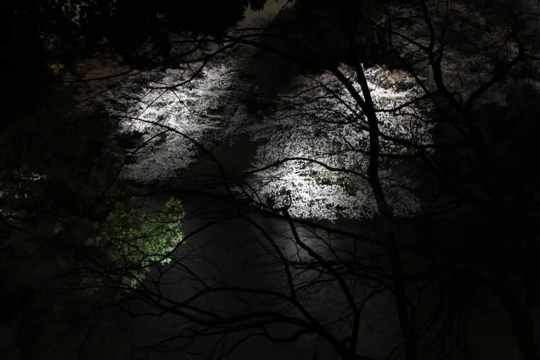 an image of the night from above the trees