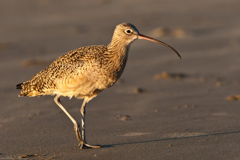 a bird that is standing in the sand