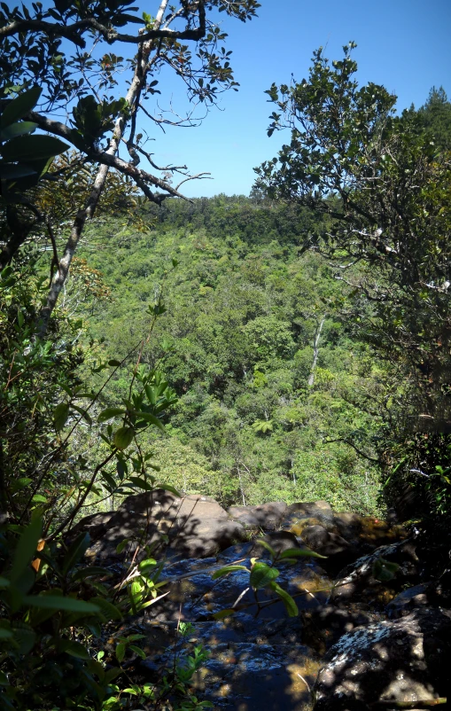 an open green field surrounded by trees