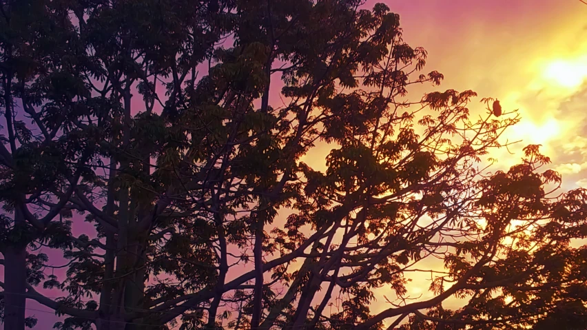 sunset behind tree nches with purple sky in background