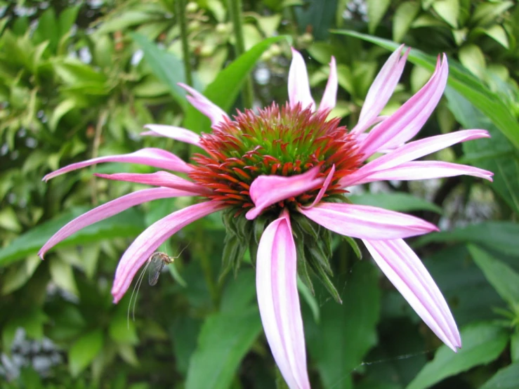 the flower is pink and green and sits in the middle of a bush