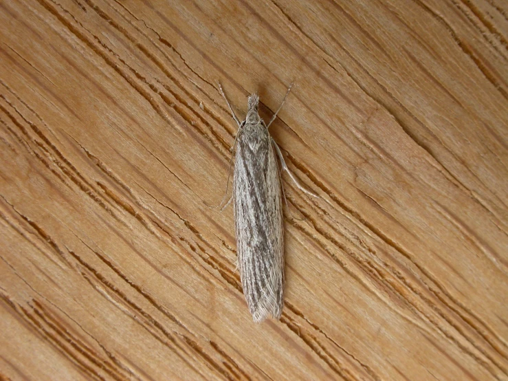 a bug that is sitting on a wood surface