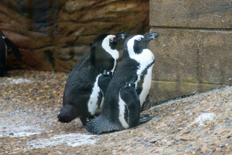 there are two black and white penguins by the rocks