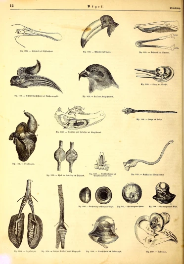 an illustration of some kind of animal with different markings