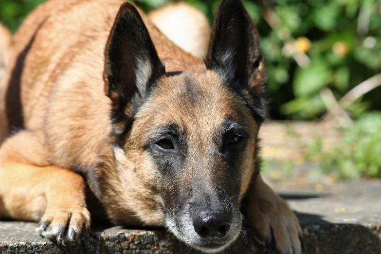 an old dog is laying down on the side of the road