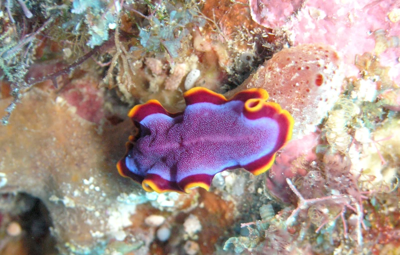 a strange colored creature on a coral