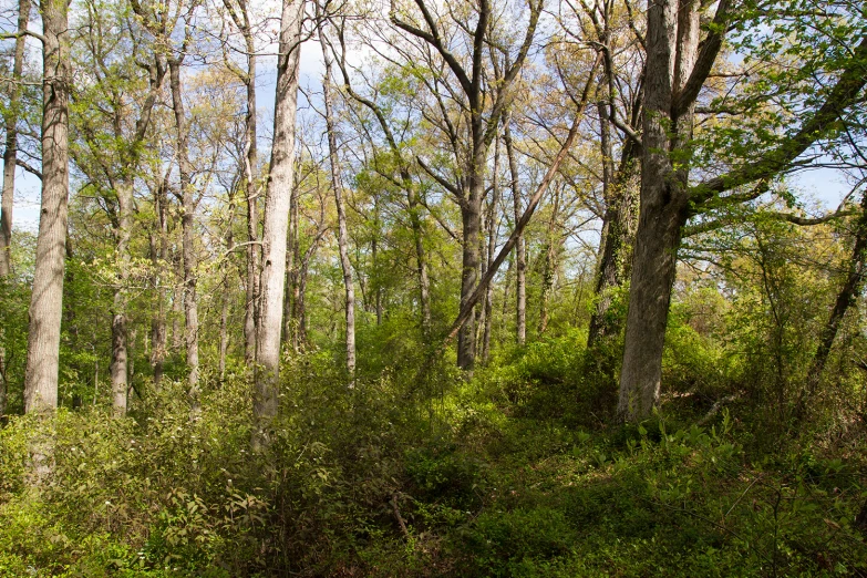 a sign showing where the forest is near some tall trees