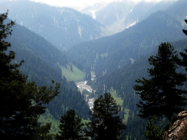 trees on a hill with the mountain in the background