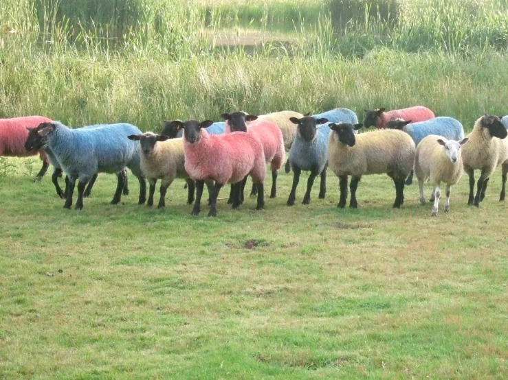 a herd of sheep standing on top of a grass covered field