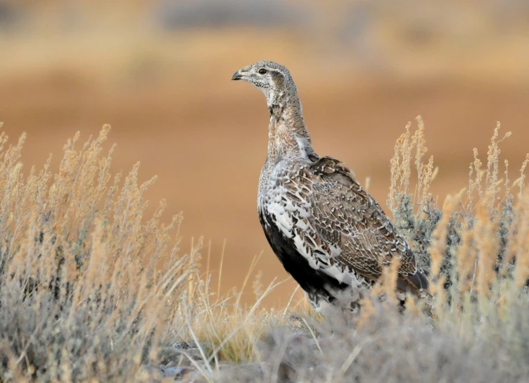 an odd looking bird in some plants in the desert