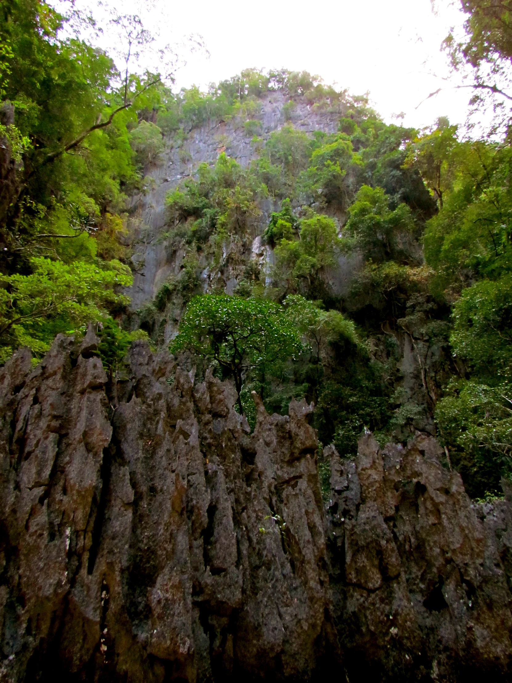 trees and rocks on top of a hill