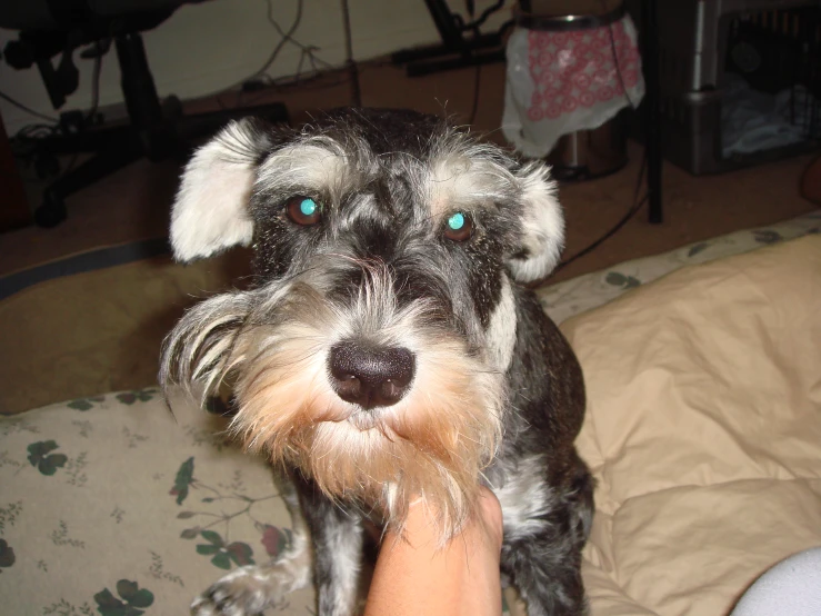 the dog with large blue eyes has been fed by a human