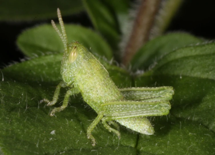 a grasshopper looking like it is in the middle of a plant