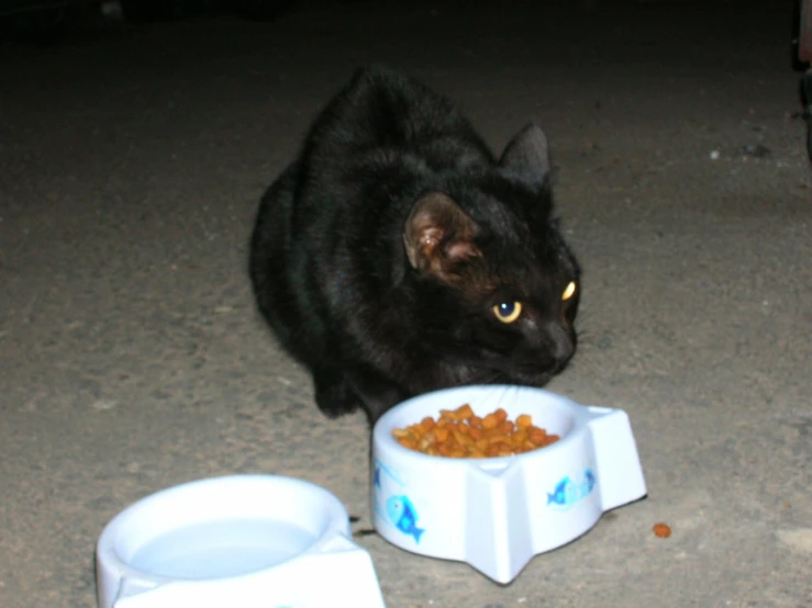 a cat eats out of his food bowl