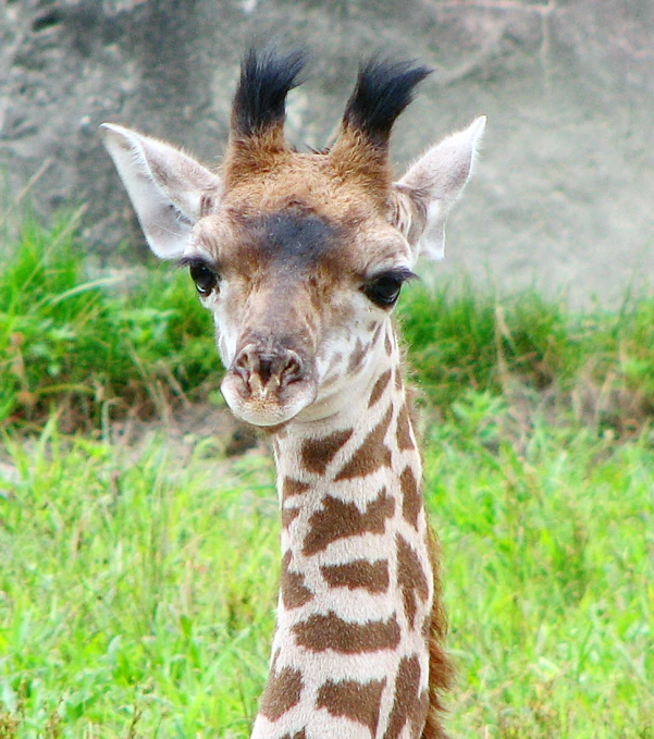 a little giraffe standing in tall grass with its head up