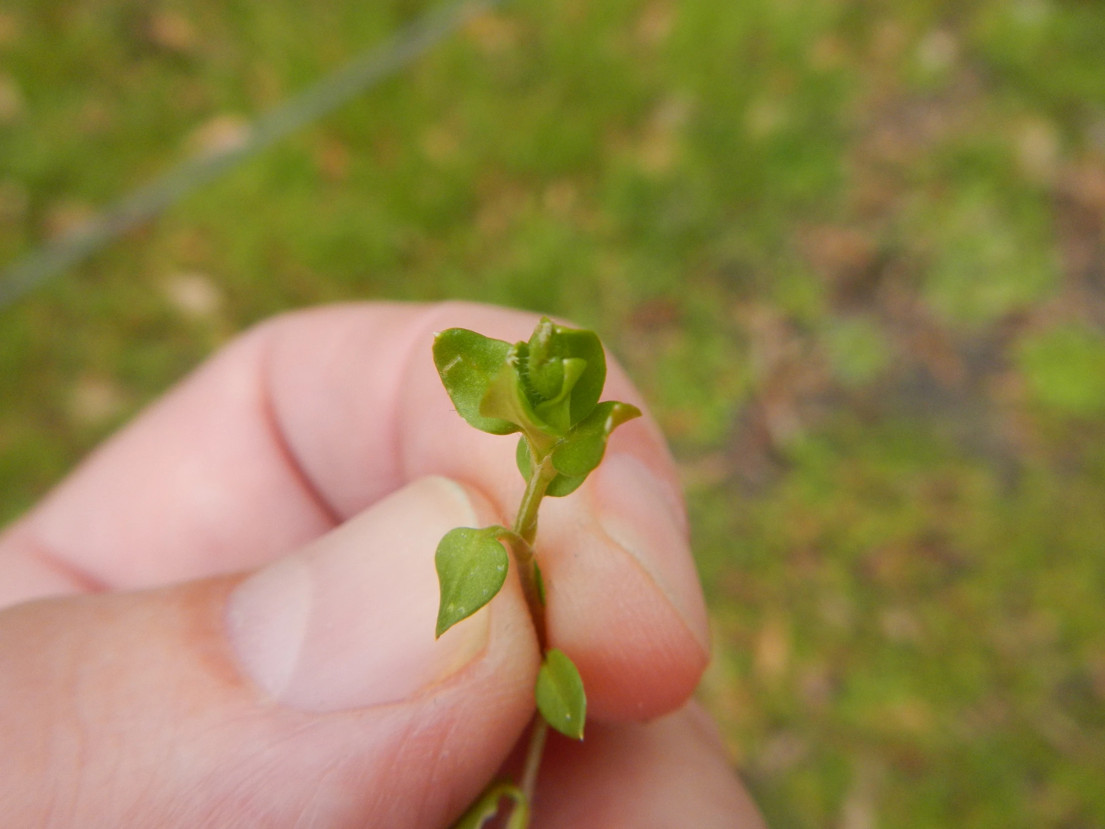 a person holds small green sprout on his finger