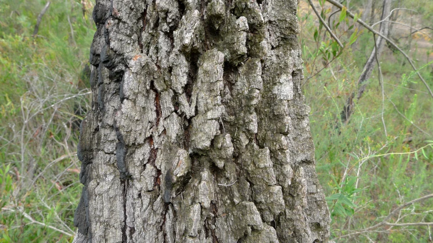 the bark on a tree has many black spots