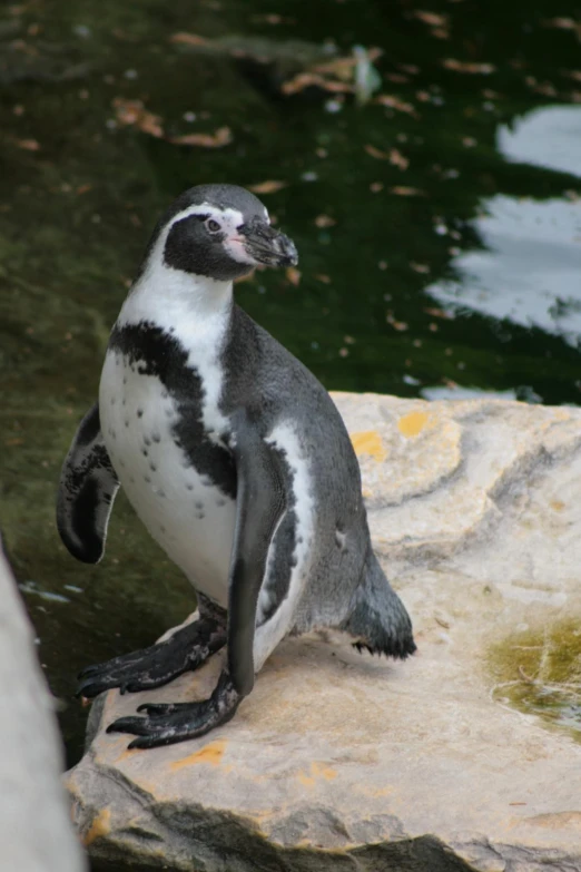 a penguin standing on top of a large rock near water