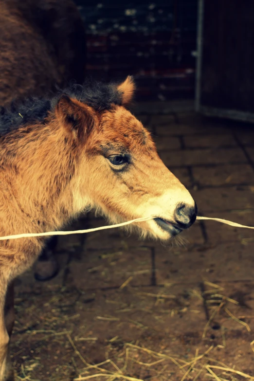 a young horse tied up with a rope