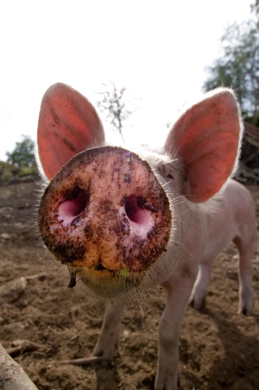 a closeup s of a tiny pig in the dirt