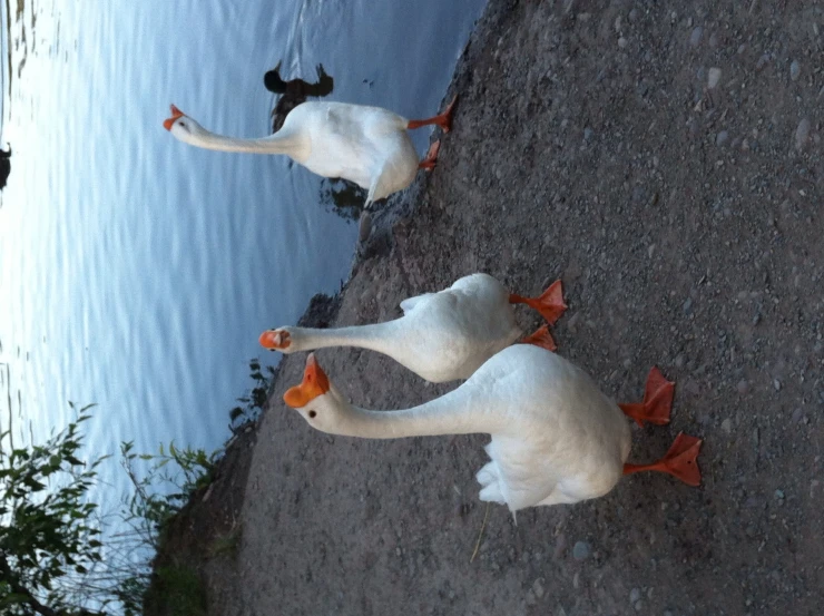 three ducks that are standing in the dirt