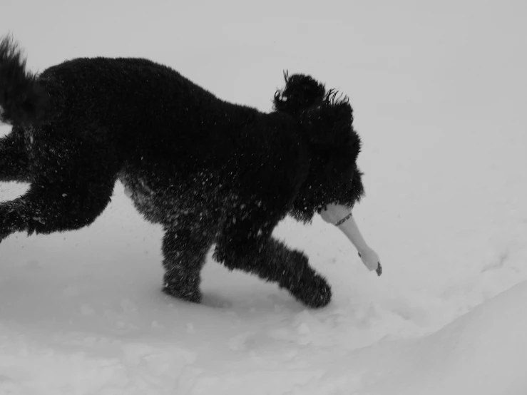 a dog is being dragged out of the snow by a man