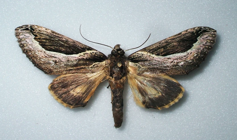 the moth is perched on the surface of the floor
