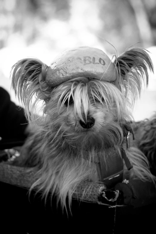 dog sitting in a basket with a cap on his head