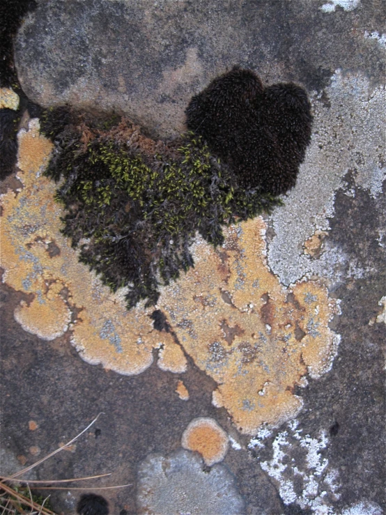 a bear on a mossy rock surface