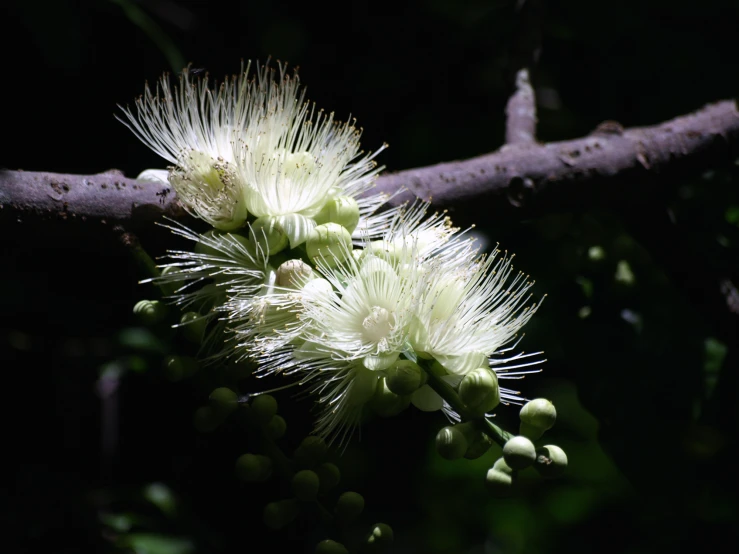 a close up of two flowers on the nches