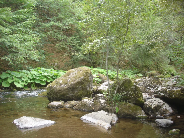 a river flows through a forested area with stones and trees