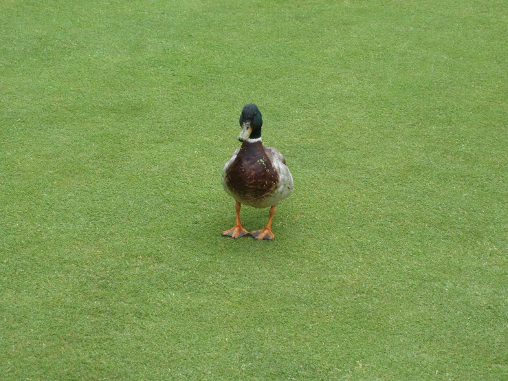 a brown duck is standing on green grass