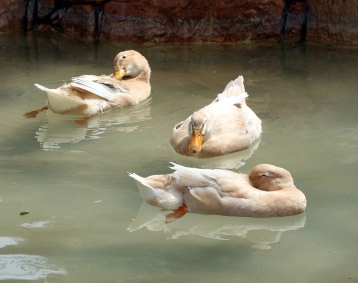 two ducks are swimming with their heads in the water