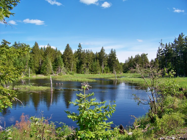 a pond is surrounded by tall trees and water