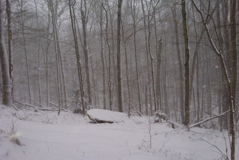 the trees are covered in snow by the woods