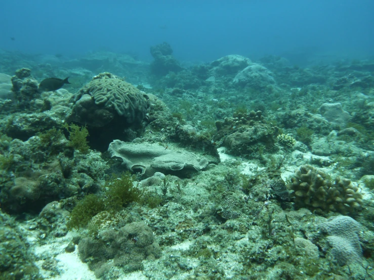 this is a large fish near some spongeweed