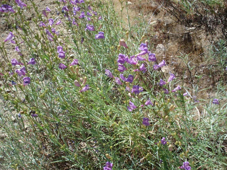 purple flowers growing in the dirt next to a road