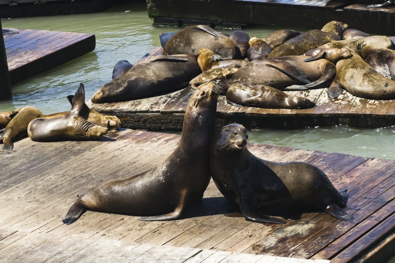 several sea lions are relaxing on the dock