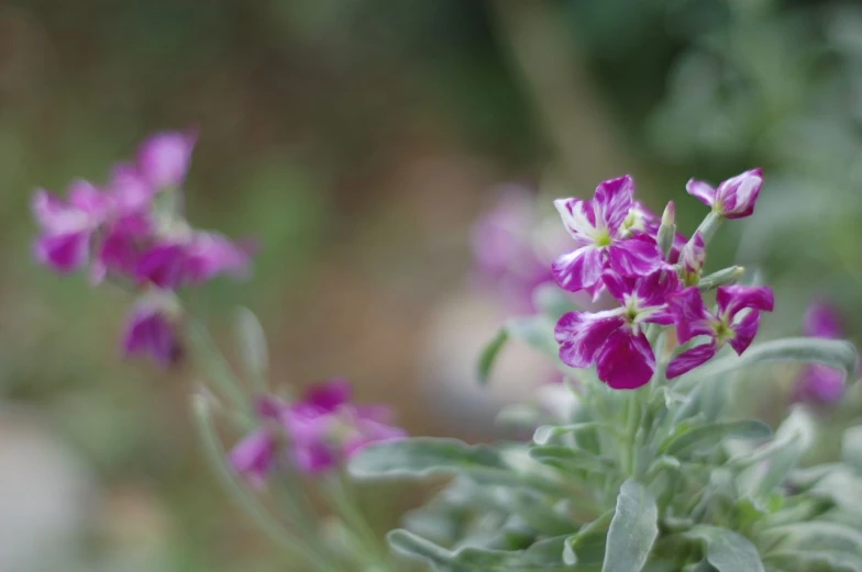 a purple flower with green leaves and other plants