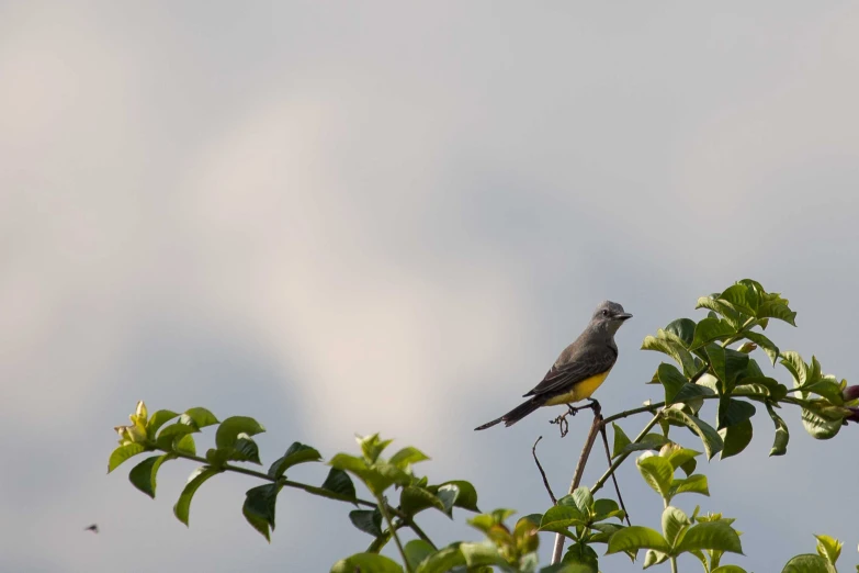 bird in tree looking at other bird behind them