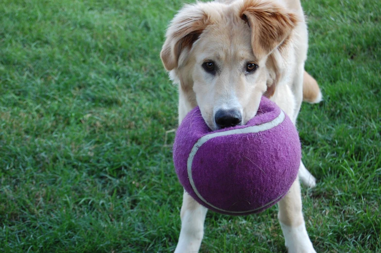 a dog holding a purple ball in it's mouth
