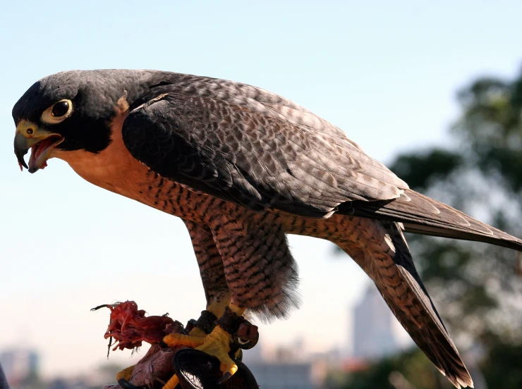 a large bird sitting on top of a piece of wood