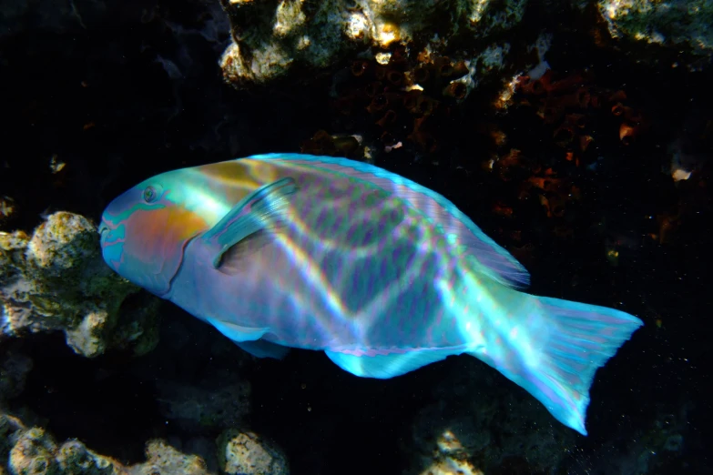 a blue, yellow, and green fish sitting on a reef