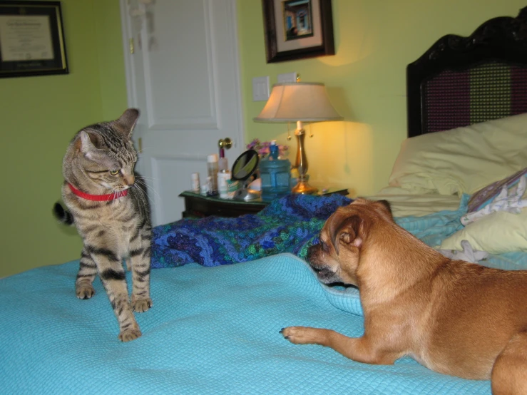 cat and dog on a bed with a blue blanket