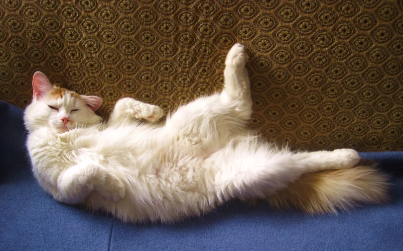 a cat laying on its back in the sofa