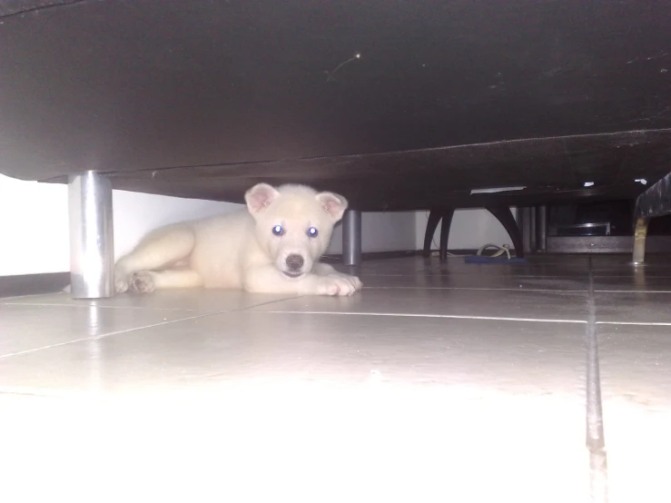 a small white bear laying underneath a table