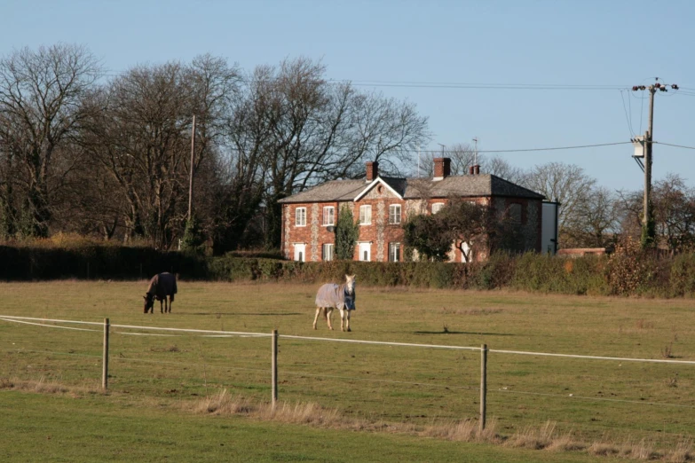 some horses in a field next to a house
