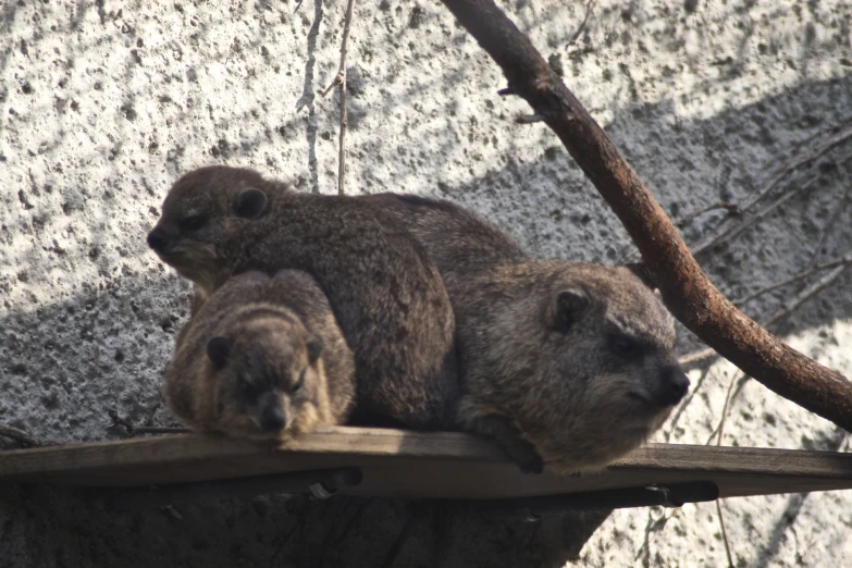 the brown bears are resting on the wooden board