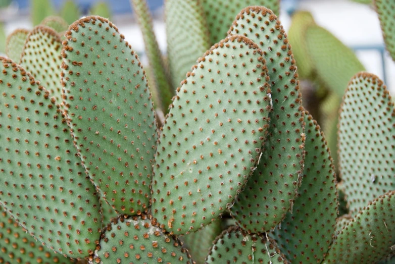 large green cactus with very small brown spots