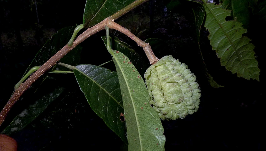 an image of a fruit growing on a tree